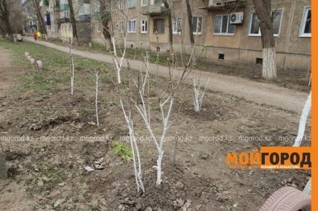 Пенсионеру из Уральска грозят штрафом за полив деревьев у дома