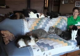 Женщина, которая живёт с тысячей кошек (ВИДЕО)