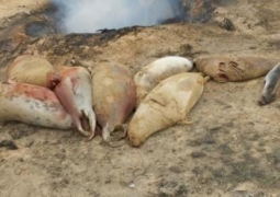 На берегу Каспия в Мангистау обнаружены более 200 мертвых тюленей