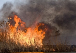 Третий день бушует пожар в природном заповеднике на берегу Каспия