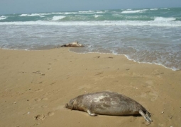 На тушках погибших на Каспии тюленей обнаружены повреждения кожных покровов, - Минэнерго