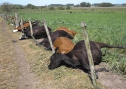 Из-за массового падежа коров в Карагандинской области действуеет режим ЧС