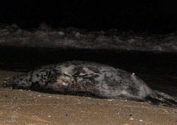 МСХ РК: 300 тюленей на Каспии погибли из-за механических повреждений