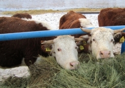 Власти России ограничили ввоз скота из Карагандинской области