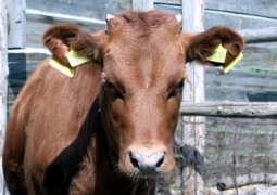В 17 селах Актюбинской области у скота выявлен бруцеллёз