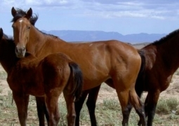 В Атырауской области зафиксирован падёж почти 100 лошадей