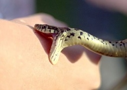 Двоих детей укусили змеи в Костанайской области