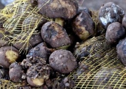 «Клубни-убийцы»: еще один житель Темиртау погиб из-за гнилой картошки