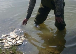 Огромная масса рыбы может погибнуть в реках Жамбылской области