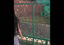 Посетитель алматинского зоопарка пытался разбудить льва камнями