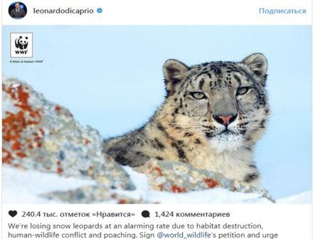 Ди Каприо призвал Казахстан и еще ряд стран спасти популяцию снежных барсов