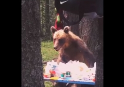 Ворующий еду у туристов медведь в ВКО попал на видео
