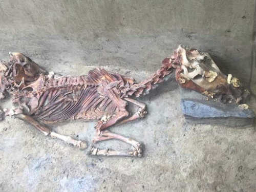 «Золотого человека» обнаружили в долине Берель в Восточном Казахстане