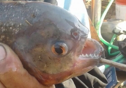 Пиранья покусала рыбака на канале Нура – Есиль в Астане