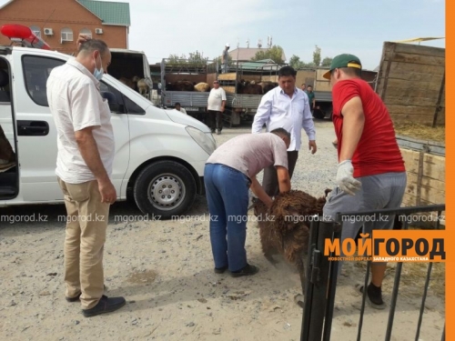 На "скорой" перевозили баранов на Курбан айт в Атырау