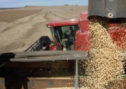 В СКО водитель украл прямо с поля 23 тонны зерна