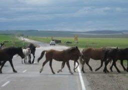 ДТП на трассе Уштобе-Талдыкорган: машина влетела в табун лошадей