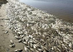 Массовую гибель рыбы на Арале расследует прокуратура