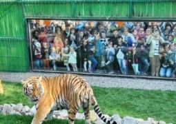 В зоопарке Алматы амурский тигр переехал в новый вальер за 10 млн тенге