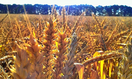 Спрос на казахстанскую пшеницу падает: экспорт за год сократился на 10%