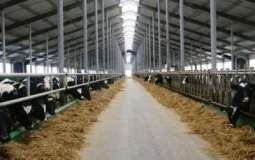 Шесть молочно-товарных ферм появится в Павлодарской области до конца года
