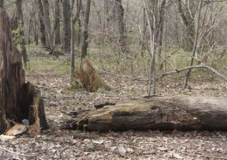 Более 40% деревьев в Алматы находятся в критическом состоянии