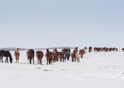 Мужчина угнал табун лошадей, стадо коров и отару овец в Алматинской области 
