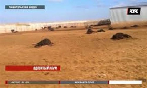 Массовый падёж скота в Актюбинской области произошел из-за намеренного отравления