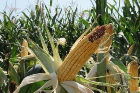 Кукуруза и соя – для нас основное