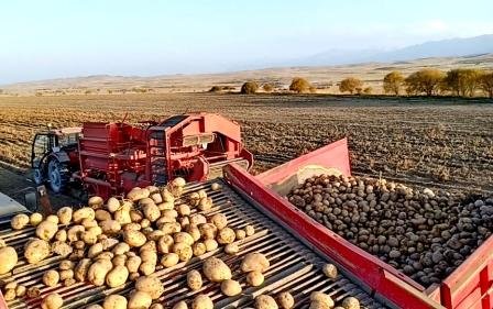 До 800 тысяч тонн картофеля планируют вырастить в Алматинской области