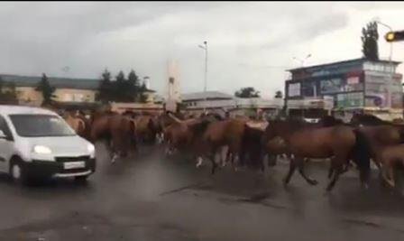 Табун лошадей перекрыл одну из улиц в Каскелене (ВИДЕО)
