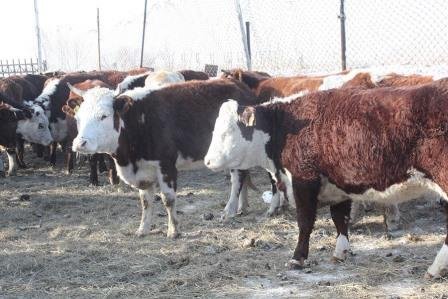 Ветеринары  Акмолинской области опровергли сообщение о массовом падеже скота