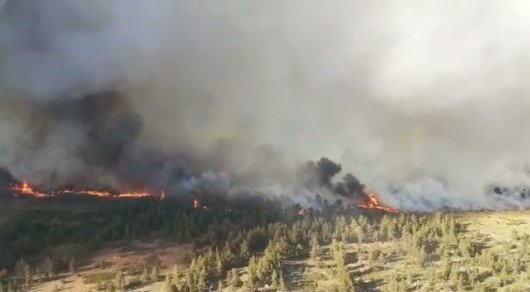 700 гектаров леса горит в Карагандинской области 