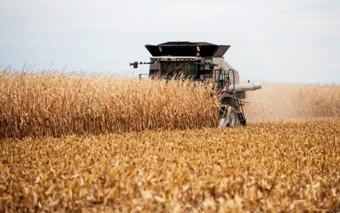 Жамбылский район СКО стал рекордсменом по сбору озимой пшеницы в Казахстане