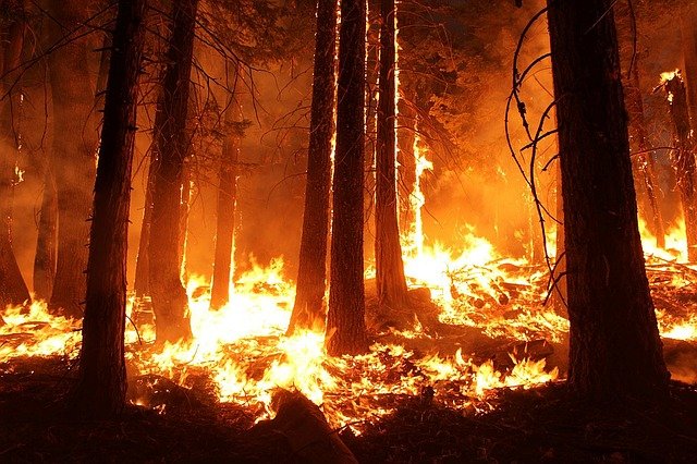 500 лесных пожаров нанесли государству ущерб на сумму 220 млн тенге