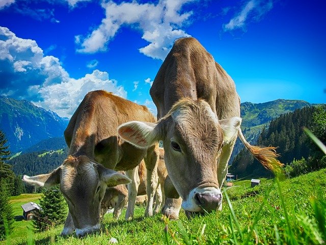 Две коровы: Сапарбаев рассказал как зарабатывать при помощи скота