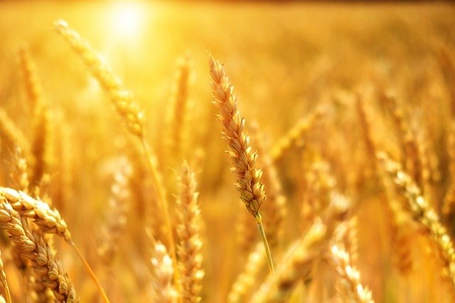 На 8,3 млрд тенте из ЕНПФ закупят зерно
