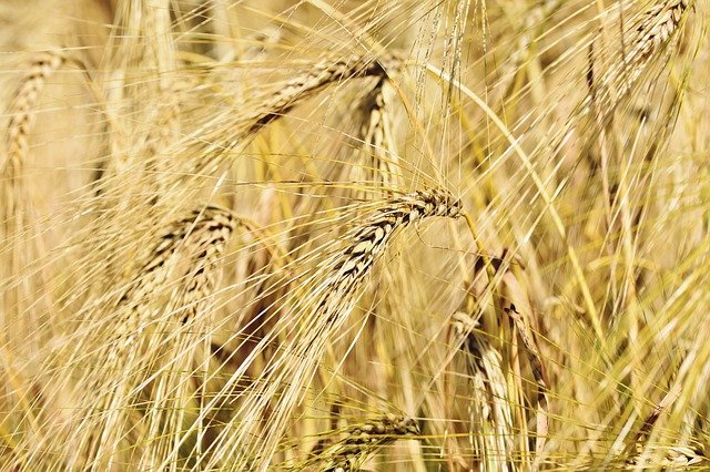 В Мартукском районе самое дорогое зерно