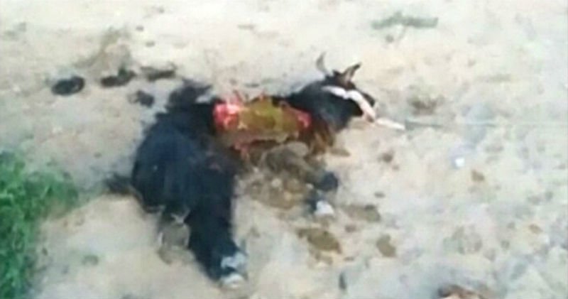 Неизвестное животное напало на домашний скот в Жанаозене (ВИДЕО)