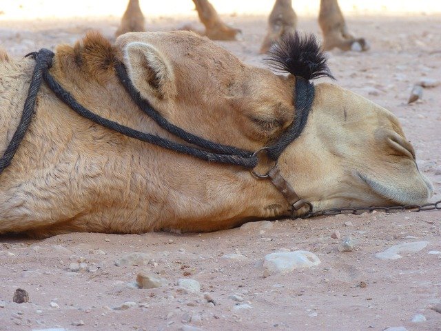 "Весенний верблюд нюхал рельсы и линял": очередной казус в казахстанских учебниках
