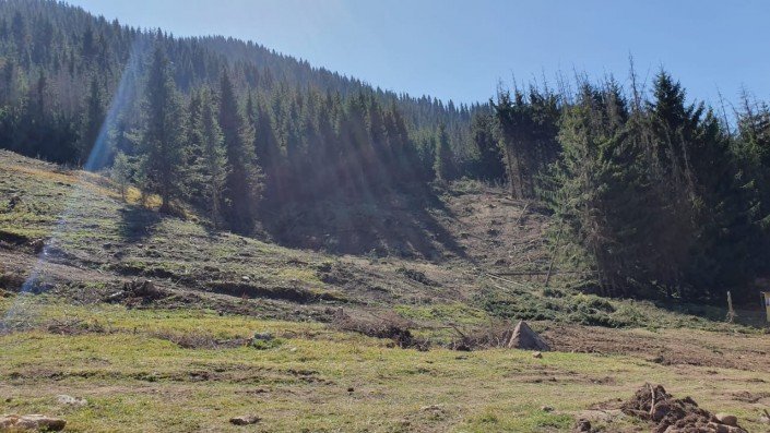 Алматинцев возмутила вырубка двух тысяч деревьев в Бутаковке 