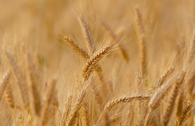 Почему в Казахстане снизился урожай зерна – мнение эксперта