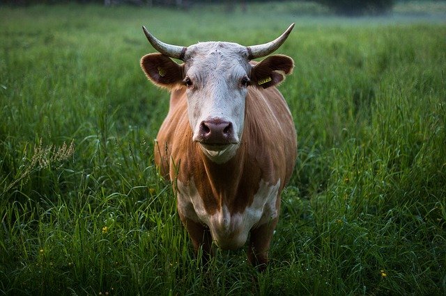 Минсельхоз Казахстана закрыл экспорт живого скота