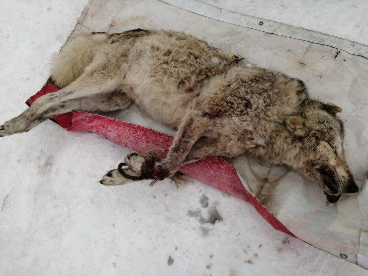 Хваставшихся убийством волка браконьеров задержали в Караганде