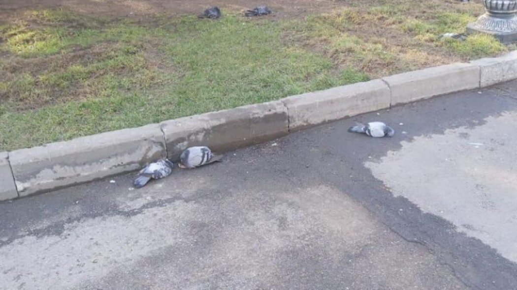 Алматы саябағында кептерлер қырылып қалды: мамандар себебін анықтап жатыр