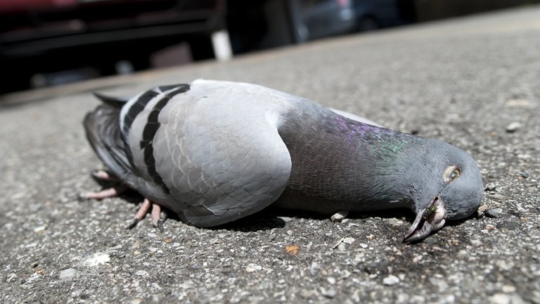 Причину массовой гибели голубей выясняют в Алматы