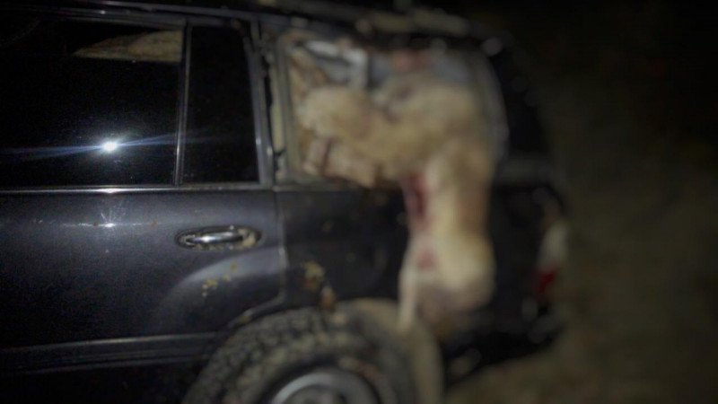 Машина браконьера с 54 тушами сайгаков перевернулась в Кызылорде