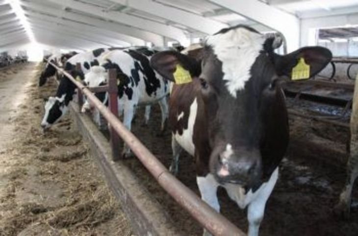В Казахстане ввели запрет на вывоз коров, овец и коз