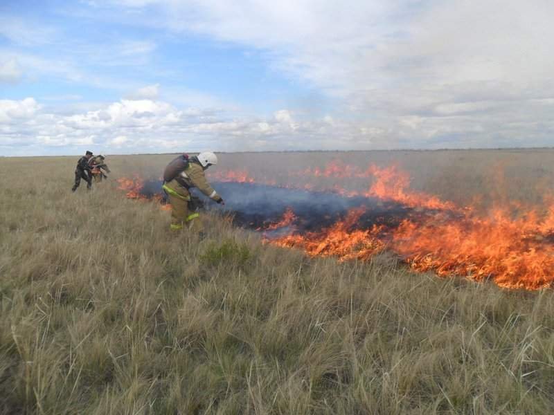 В стране зафиксировано 71 лесных пожаров с начала года
