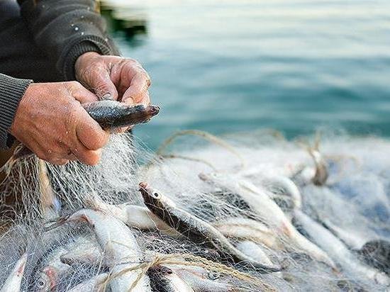 Около 3 тонн незаконно выловленной рыбы было изъято в Алматинской области 